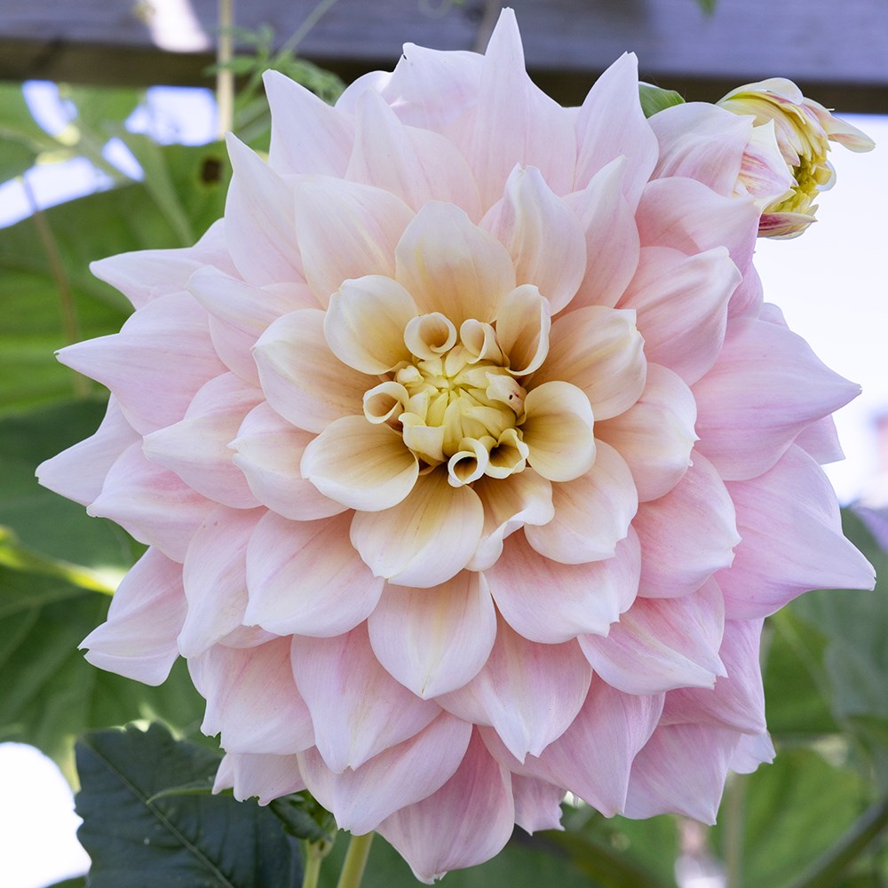 <i>Dahlia</i> 'Break Out'