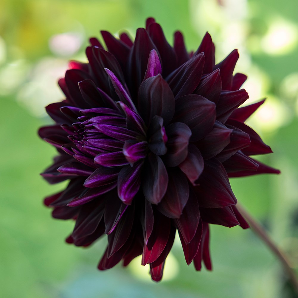 <i>Dahlia</i> 'Hollyhill Dark Beauty'