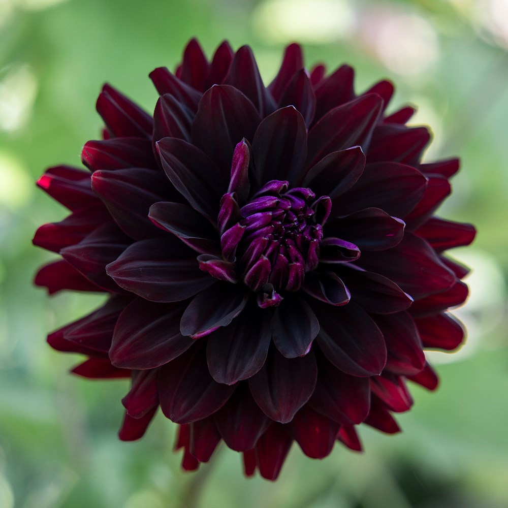 <i>Dahlia</i> 'Hollyhill Dark Beauty'