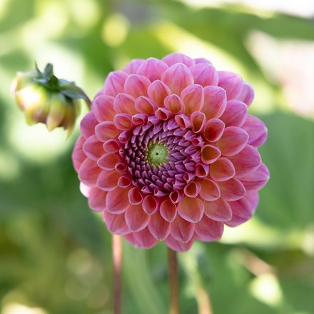 Dahlia Jowey Frambo