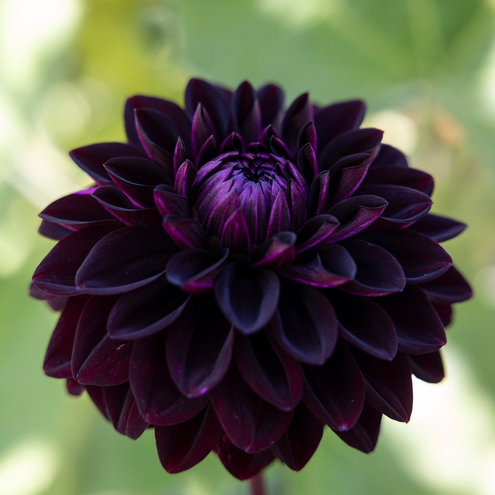 <i>Dahlia</i> 'Jowey Midnight'