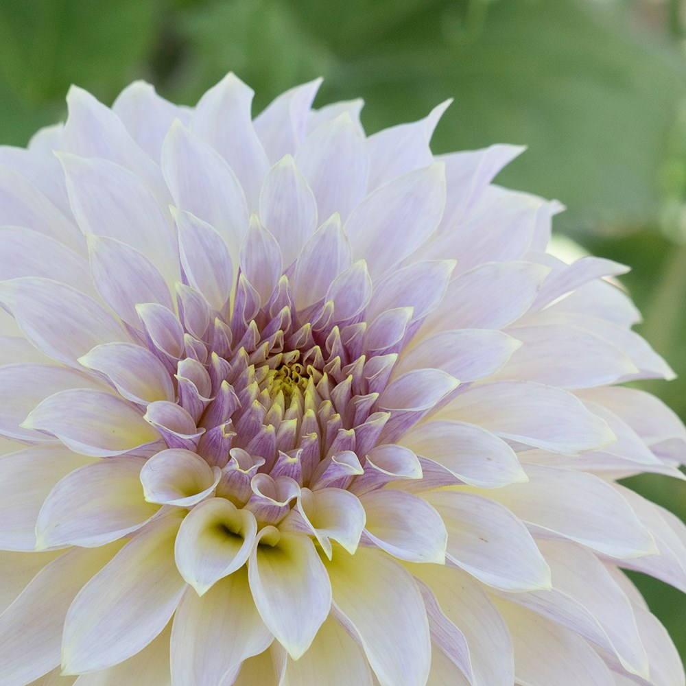 <i>Dahlia</i> 'Ka’s Champagne'
