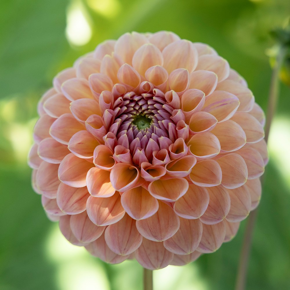 <i>Dahlia</i> 'Linda's Baby'