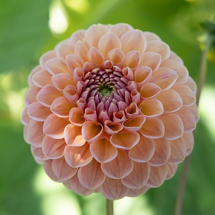 Dahlia Linda's Baby