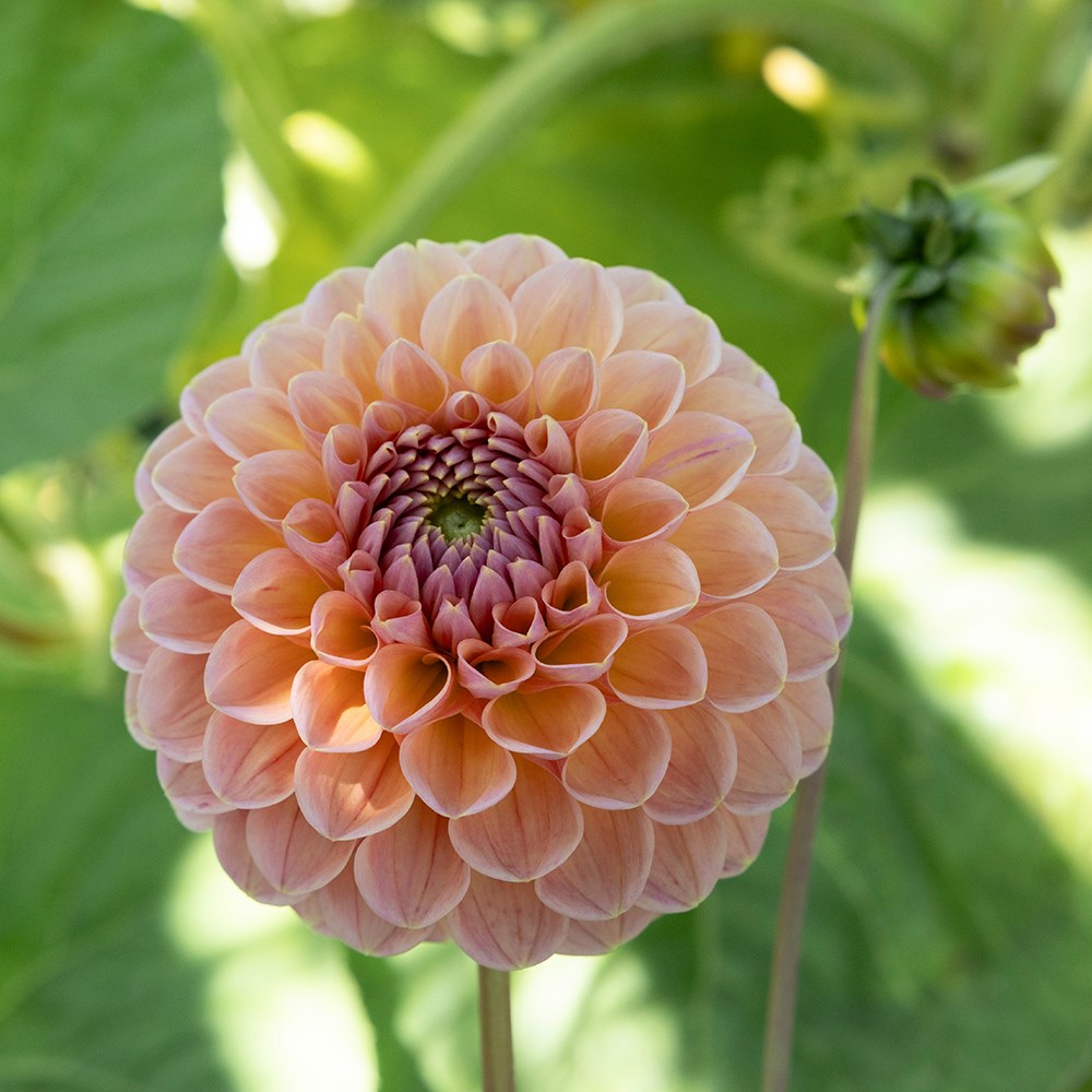 <i>Dahlia</i> 'Linda's Baby'