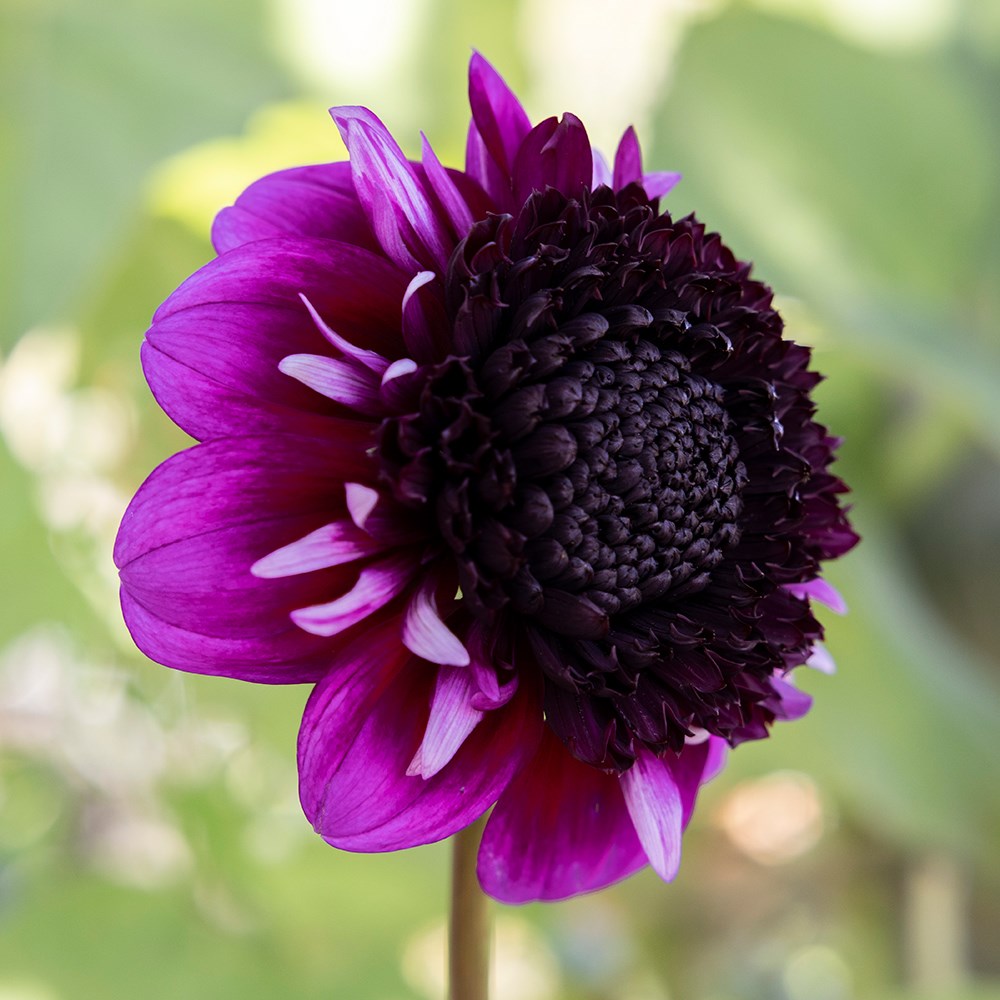 <i>Dahlia</i> 'Missis Amy'