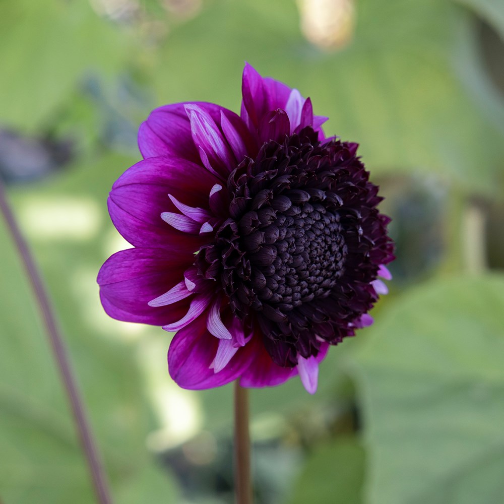 <i>Dahlia</i> 'Missis Amy'