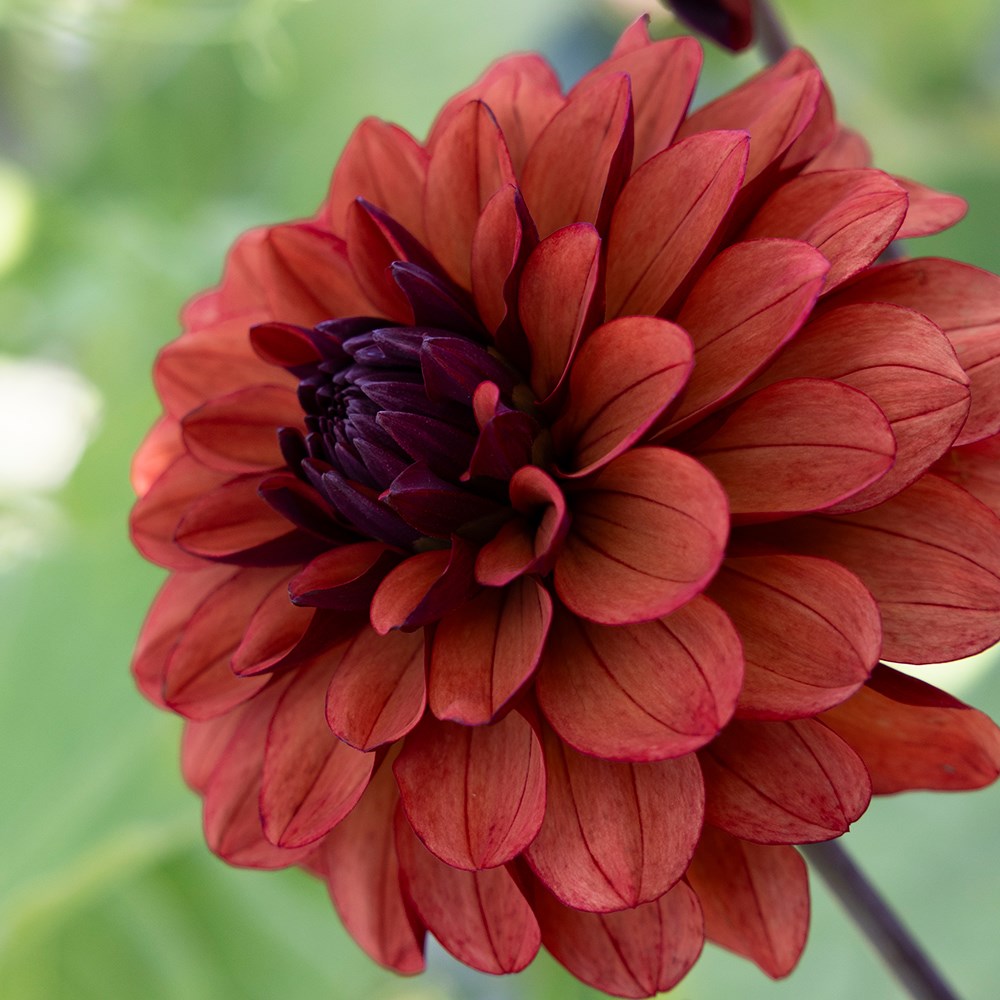<i>Dahlia</i> 'Missis Miley'