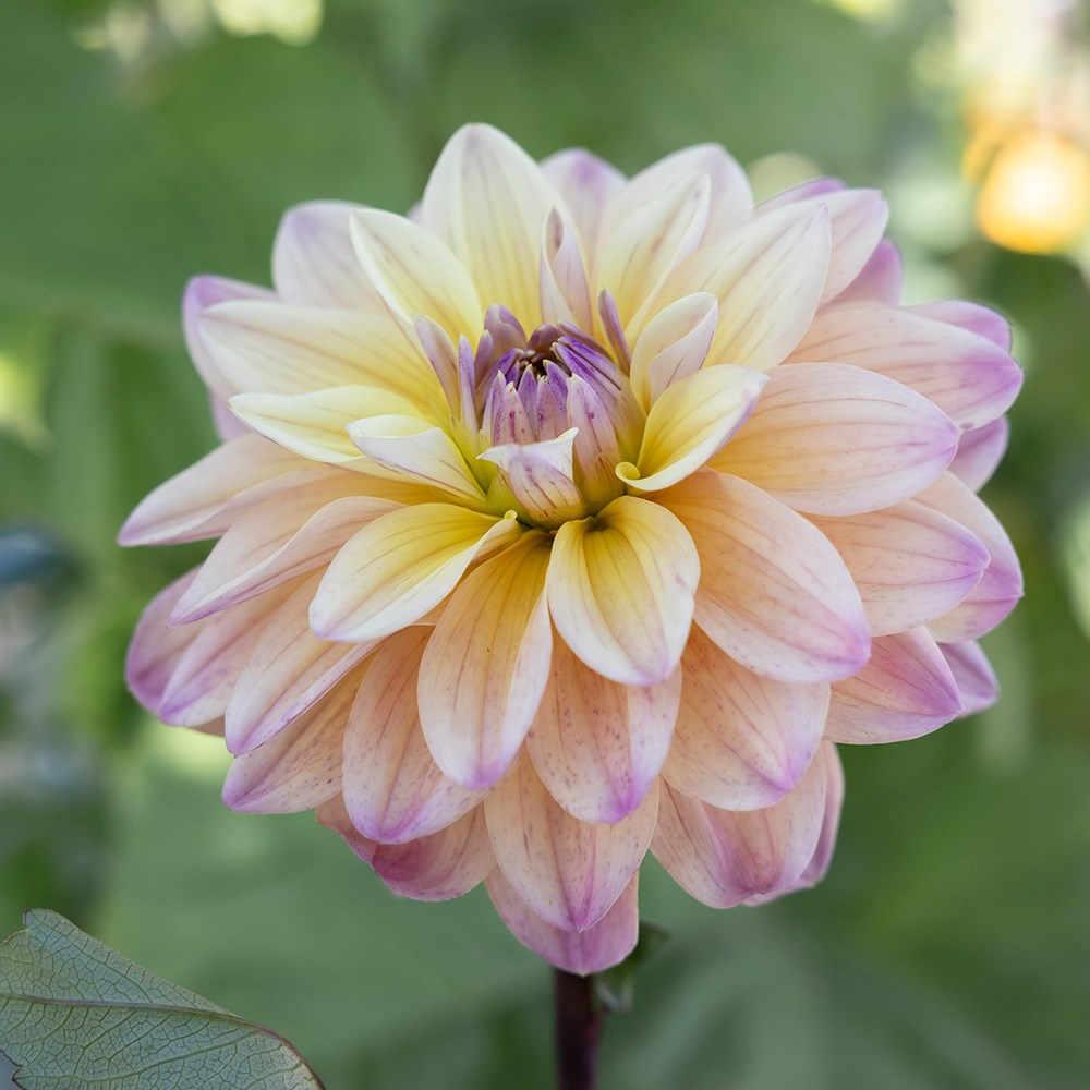 <i>Dahlia</i> 'Mondriaan'