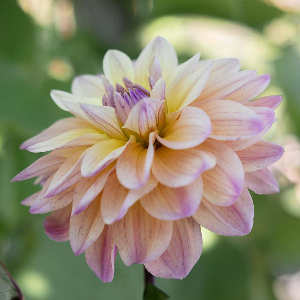 <i>Dahlia</i> 'Mondriaan'