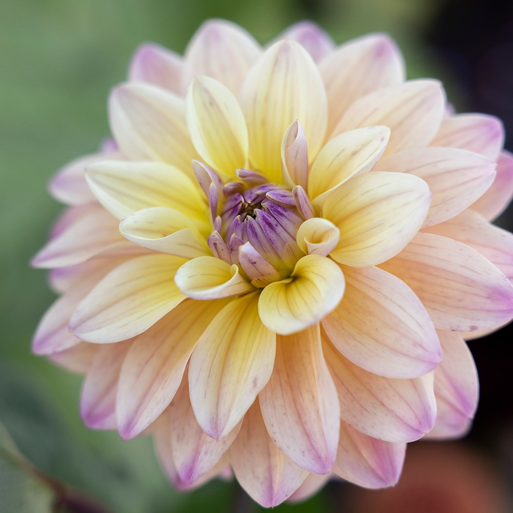 <i>Dahlia</i> 'Mondriaan'