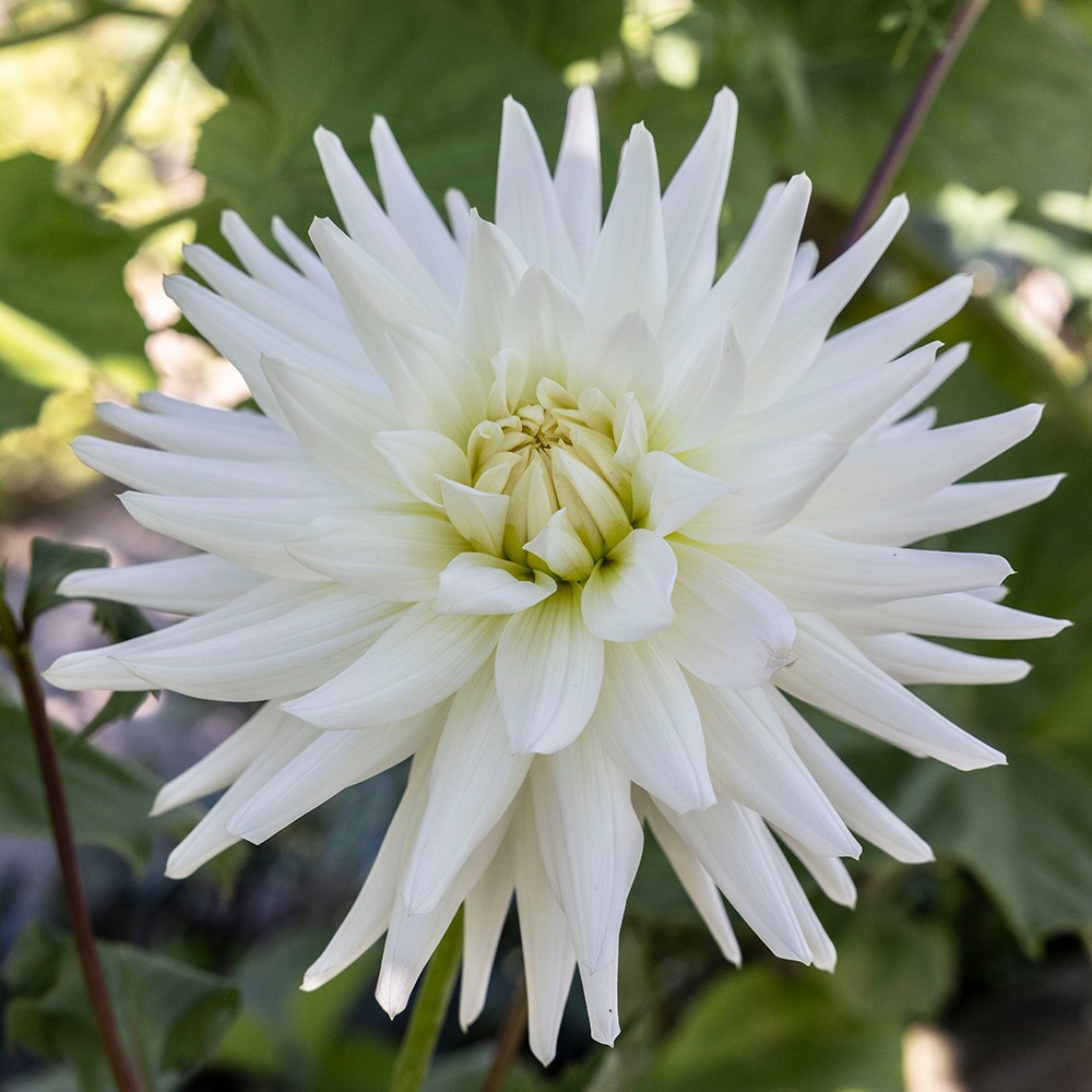 <i>Dahlia</i> 'Mount Tacoma'