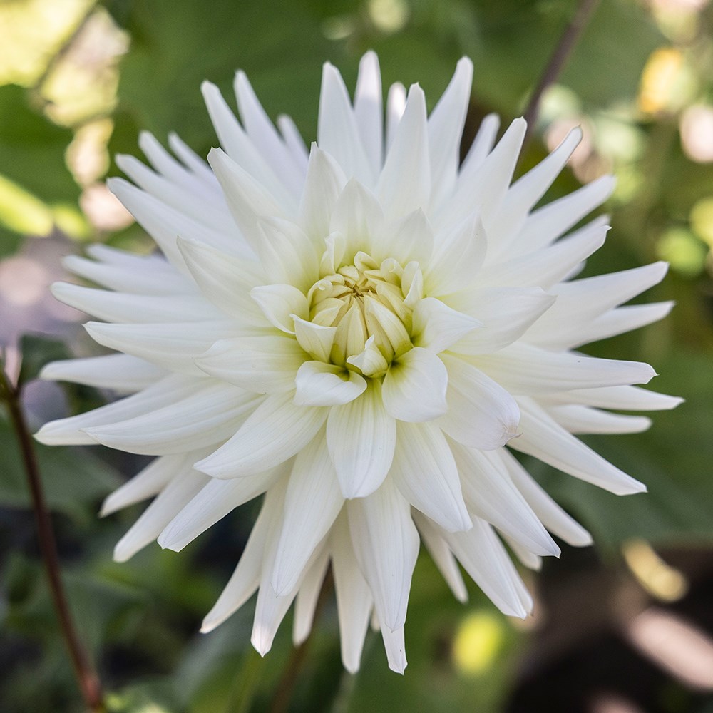 <i>Dahlia</i> 'Mount Tacoma'