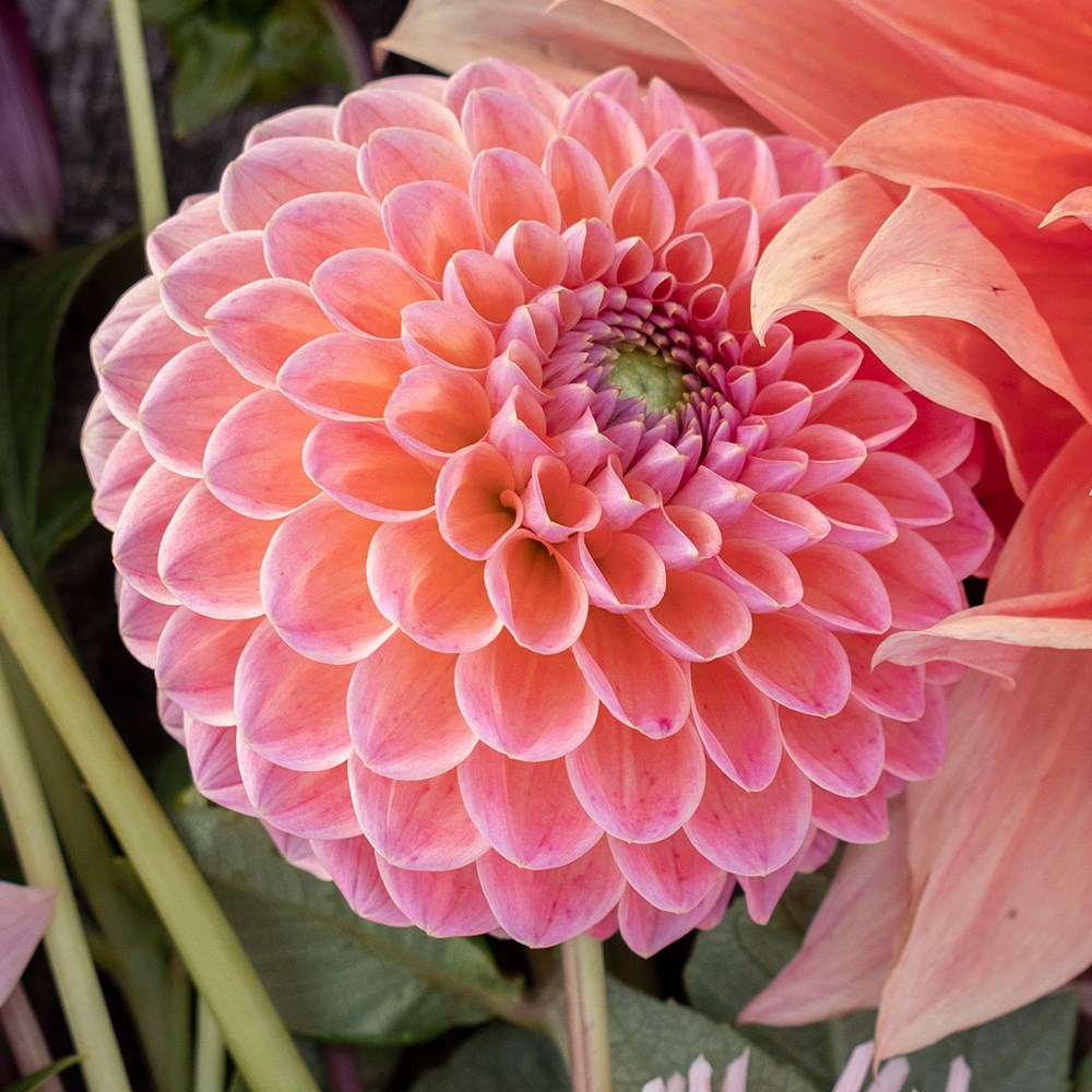 <i>Dahlia</i> 'Nathalie G'