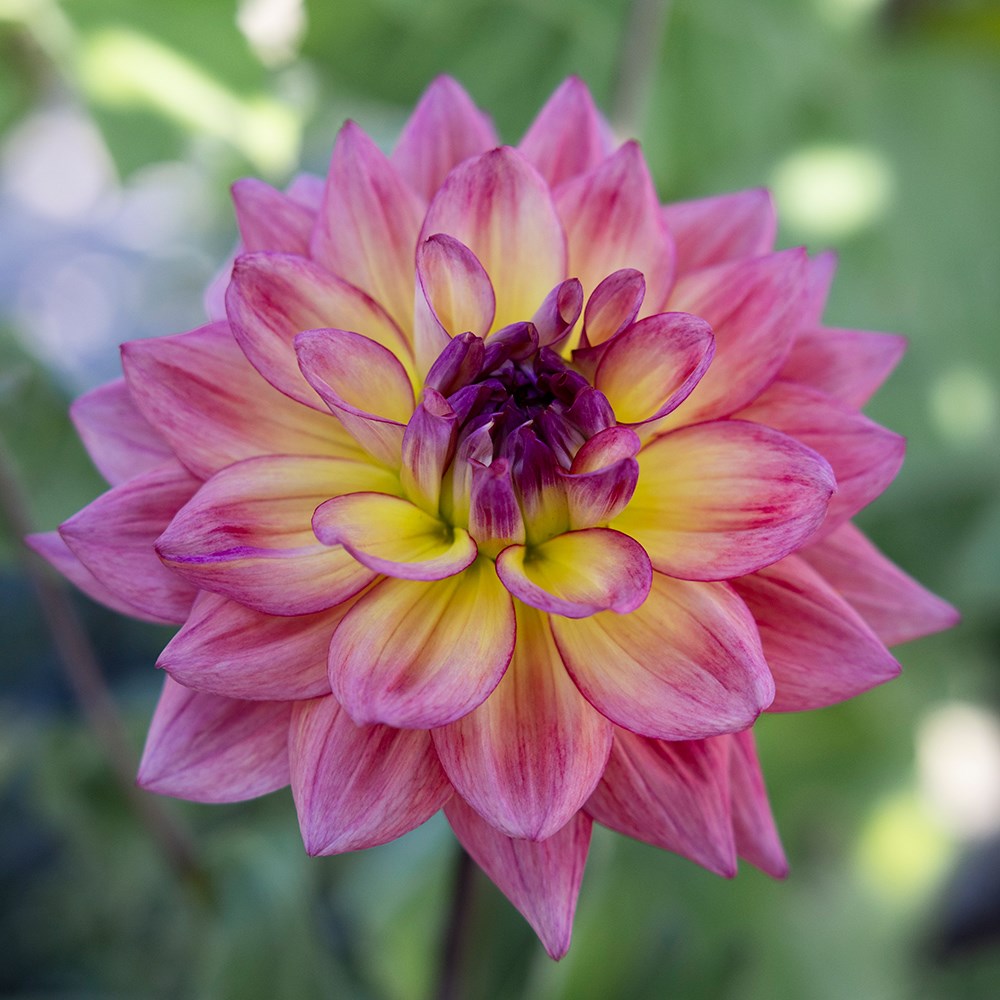 <i>Dahlia</i> 'Oleda'
