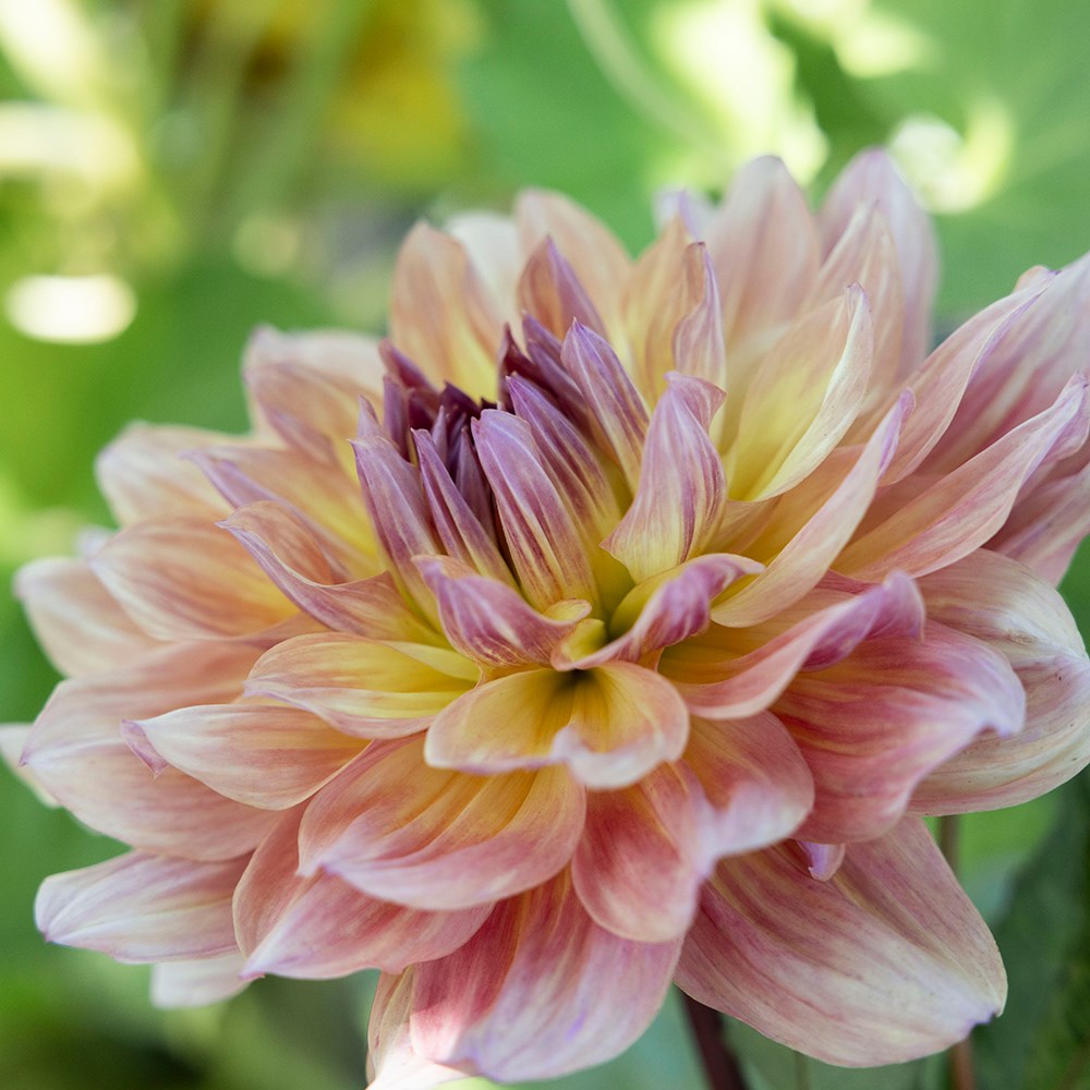 <i>Dahlia</i> 'Paso Doble Dancer'