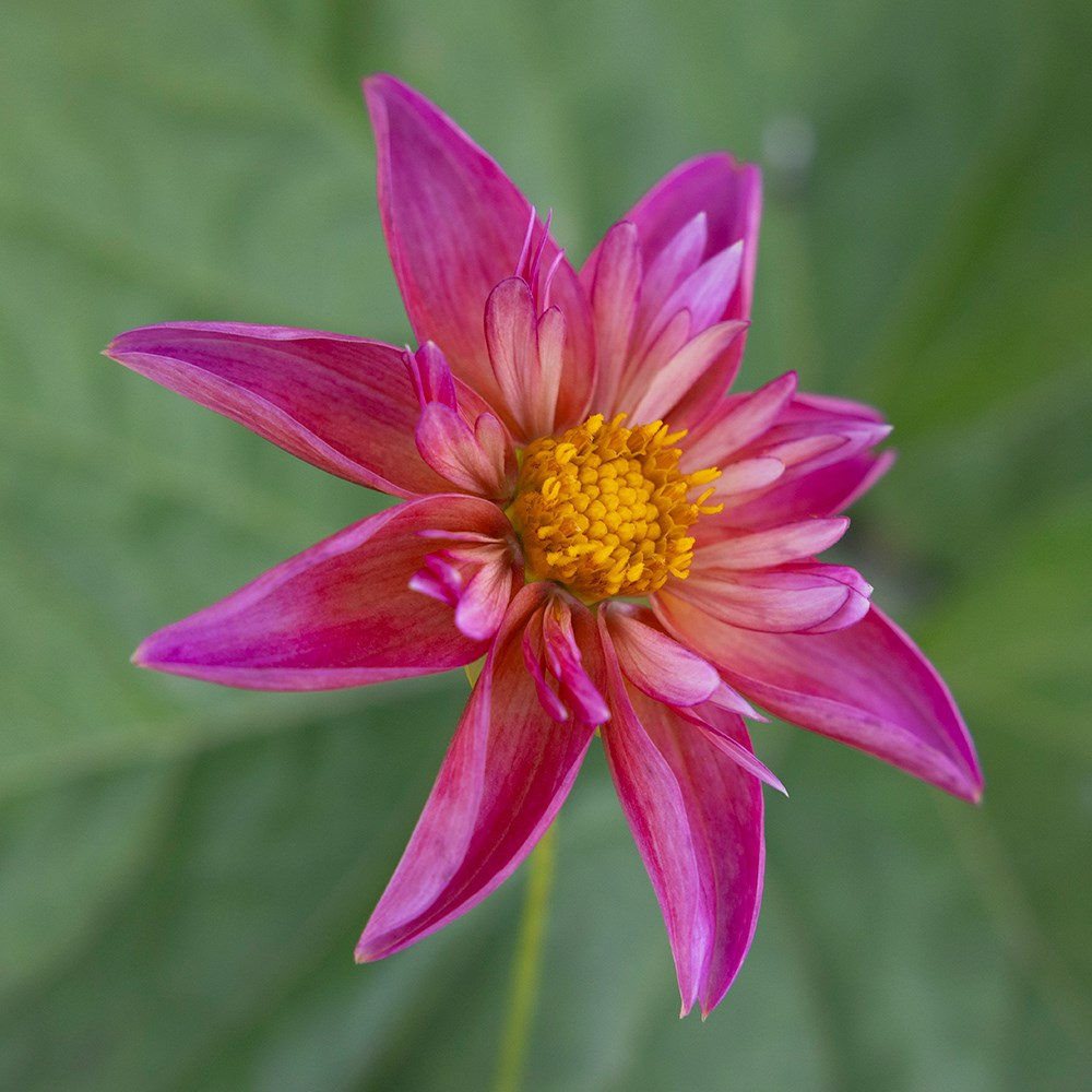<i>Dahlia</i> 'Pepita Pink'