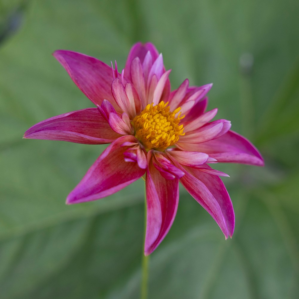 <i>Dahlia</i> 'Pepita Pink'