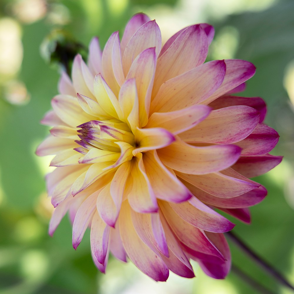 <i>Dahlia</i> <b class=small-caps>Prinzessa</b> ('Ariko 10-16')