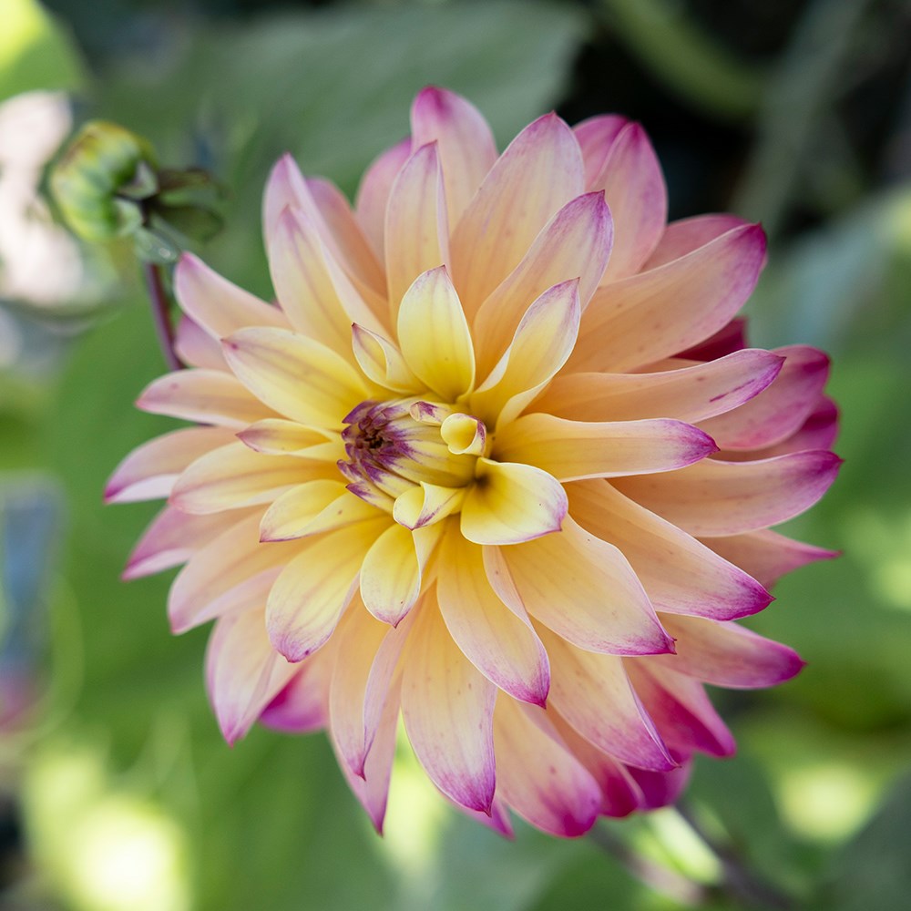<i>Dahlia</i> <b class=small-caps>Prinzessa</b> ('Ariko 10-16')