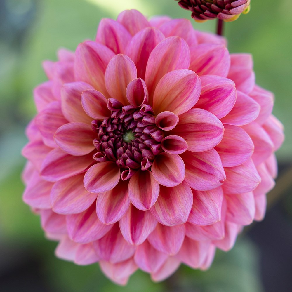 <i>Dahlia</i> 'Salmon Runner'