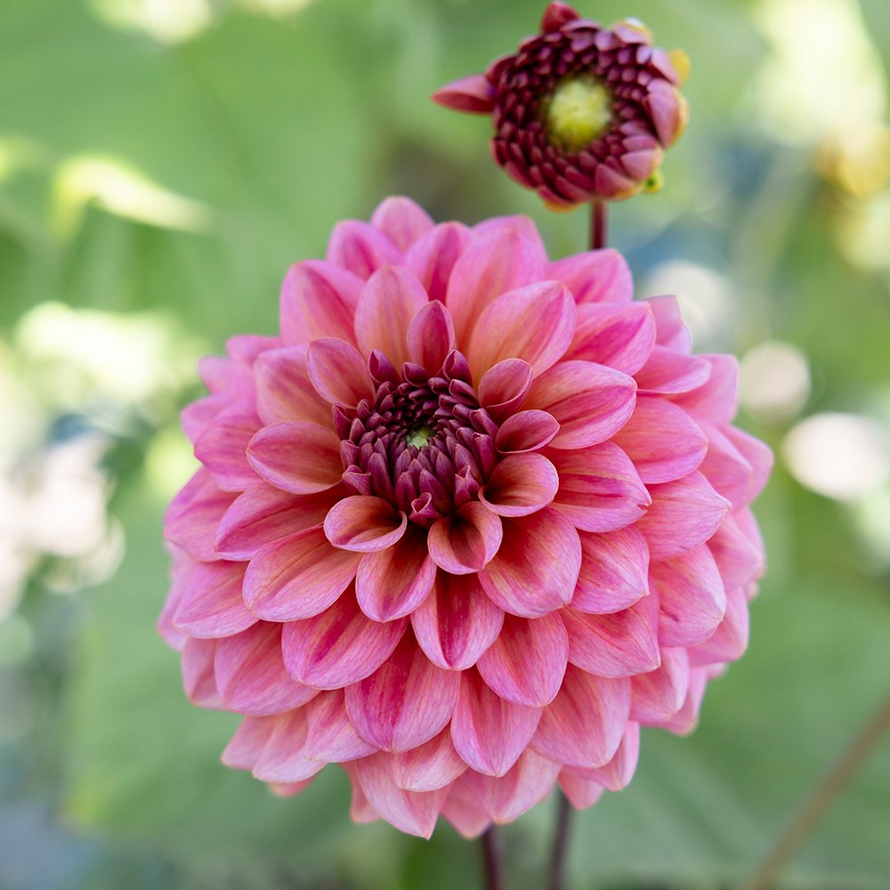 <i>Dahlia</i> 'Salmon Runner'