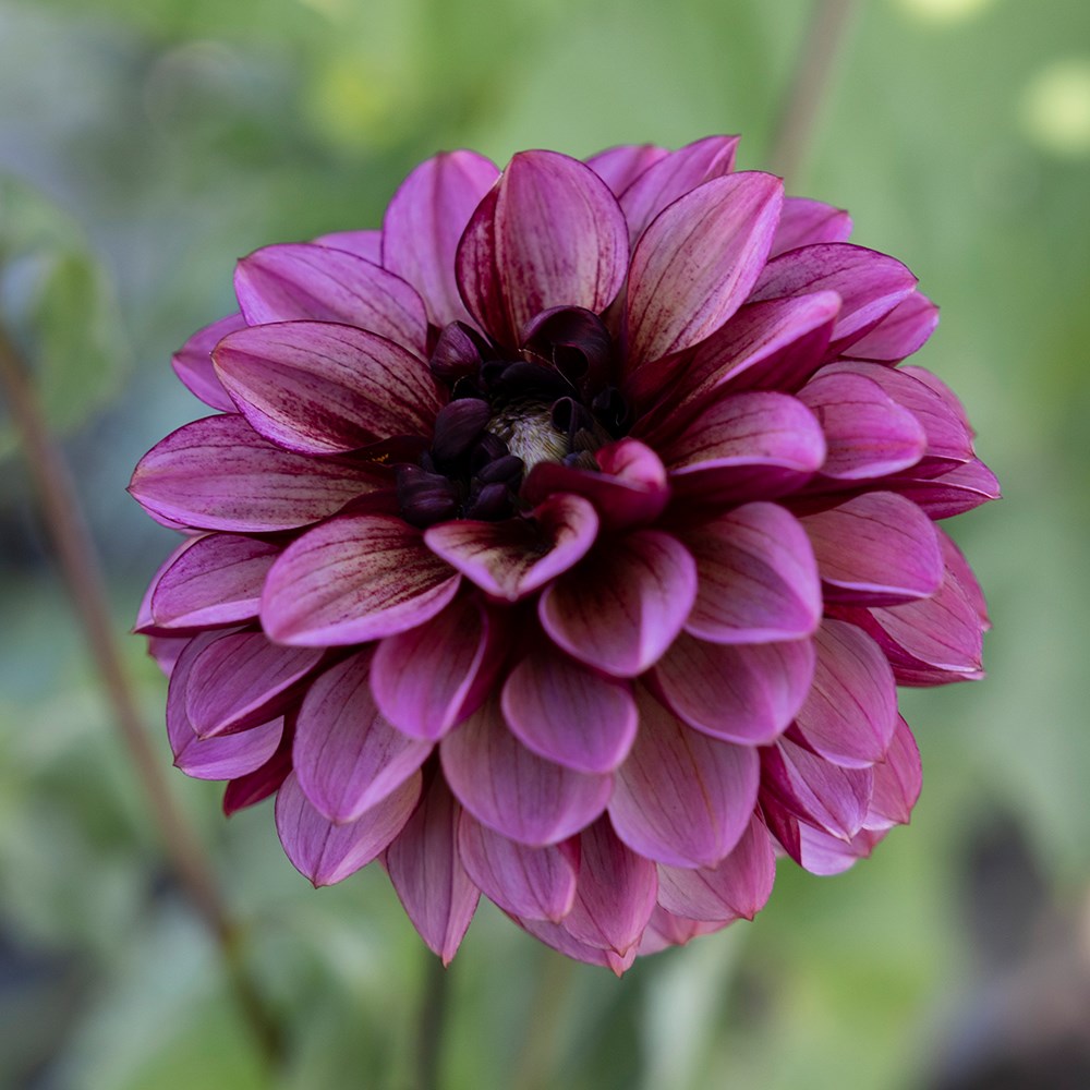 <i>Dahlia</i> 'Seniors Hope'