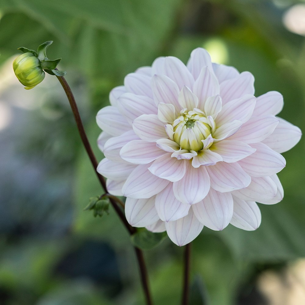 <i>Dahlia</i> 'Silver Years'