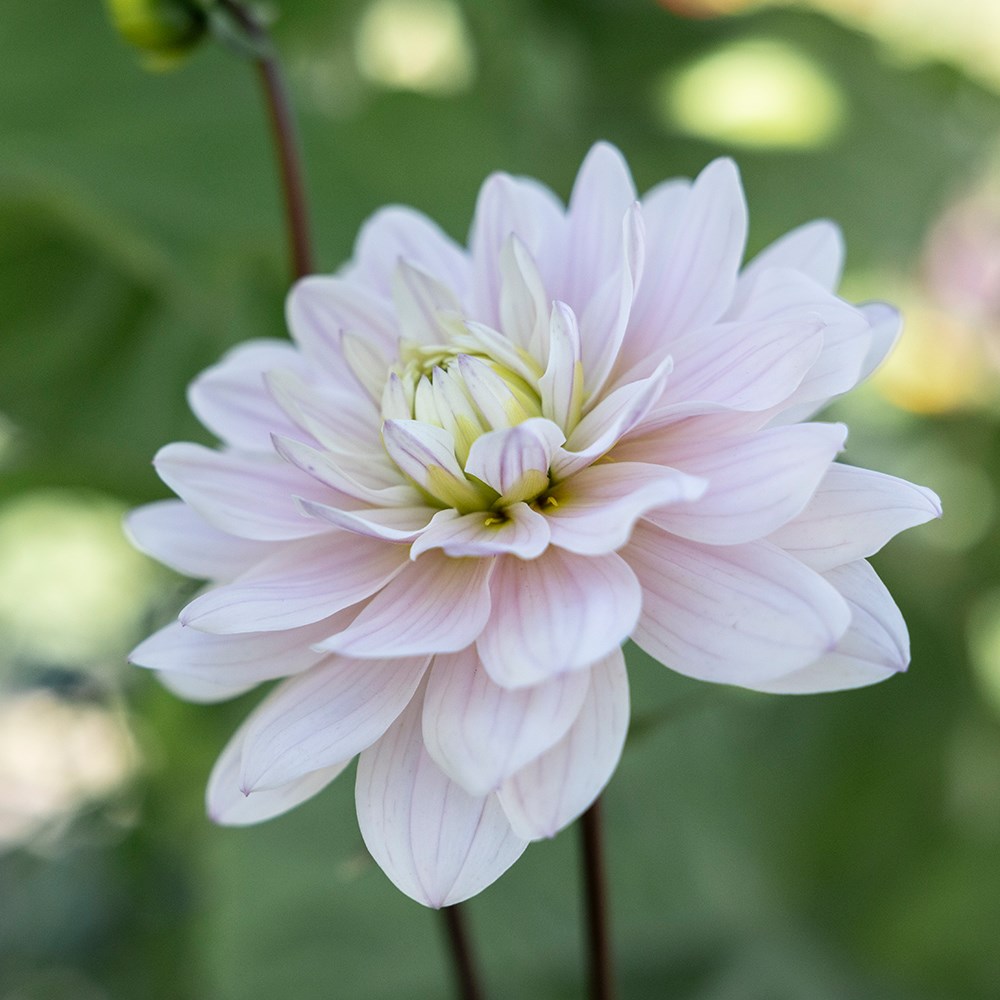 <i>Dahlia</i> 'Silver Years'