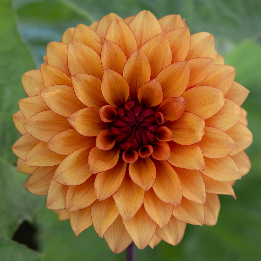 <i>Dahlia</i> 'Statue of Orange'