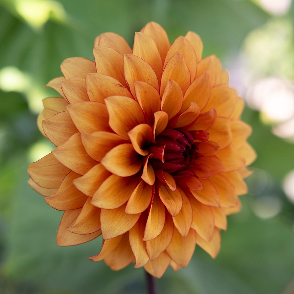 <i>Dahlia</i> 'Statue of Orange'