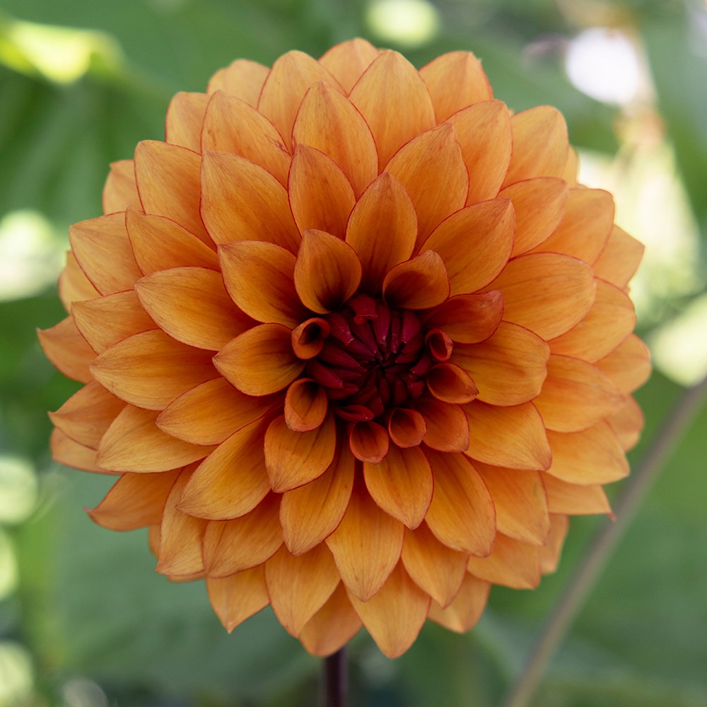 <i>Dahlia</i> 'Statue of Orange'