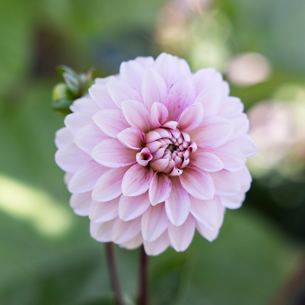 <i>Dahlia</i> 'Strawberry Cream'
