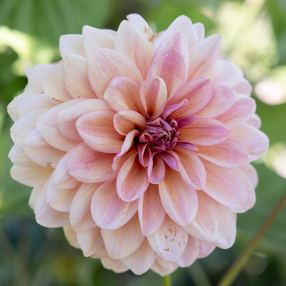 <i>Dahlia</i> 'Sturm Christel'