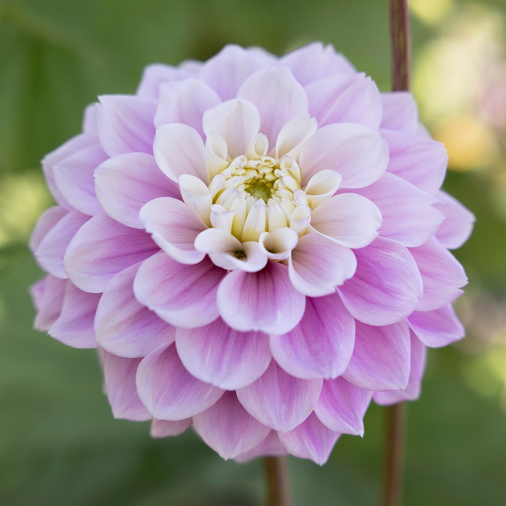 <i>Dahlia</i> 'Sweet Love'
