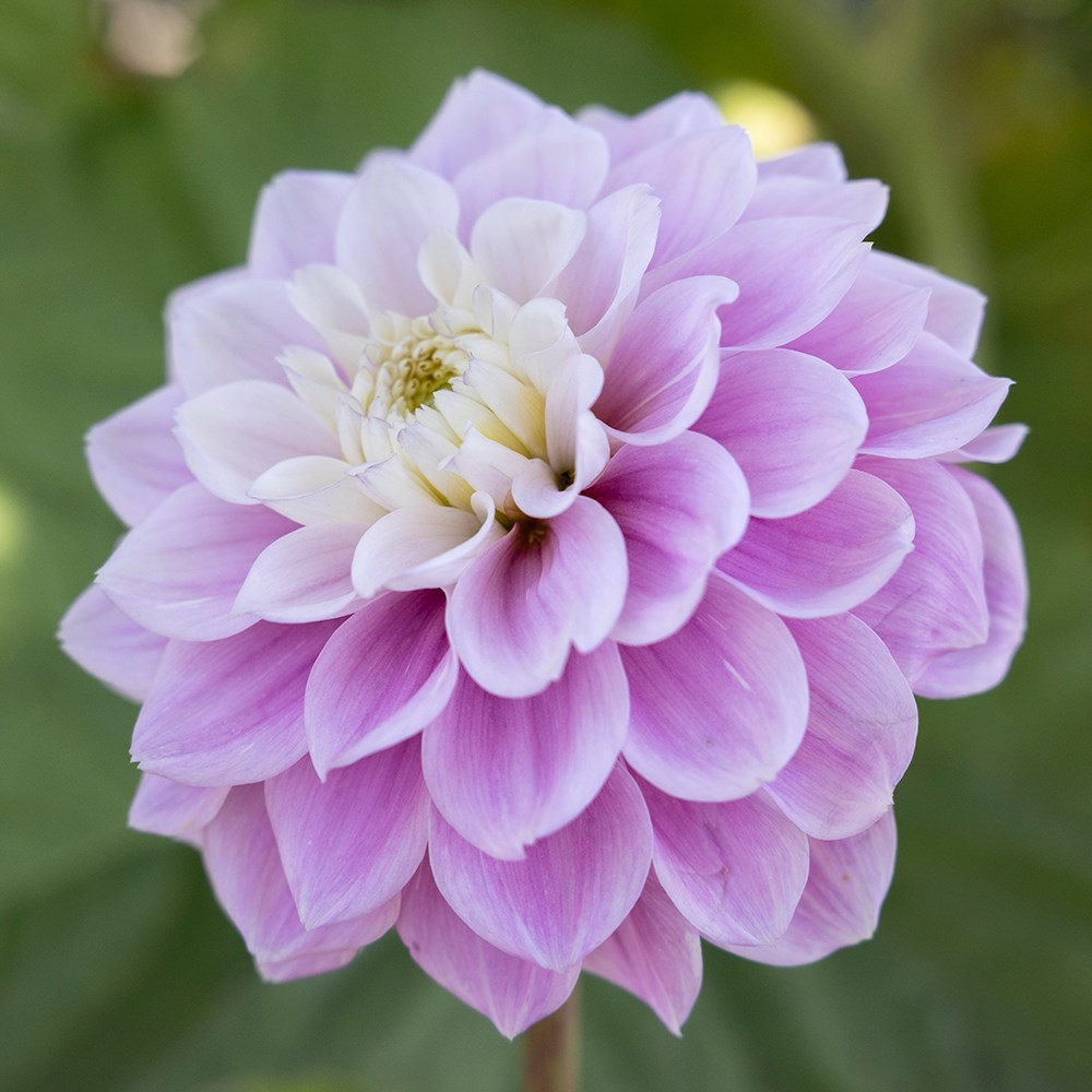 <i>Dahlia</i> 'Sweet Love'