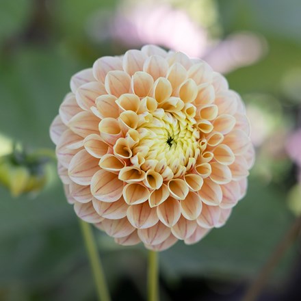 Dahlia Sweet Suzanne