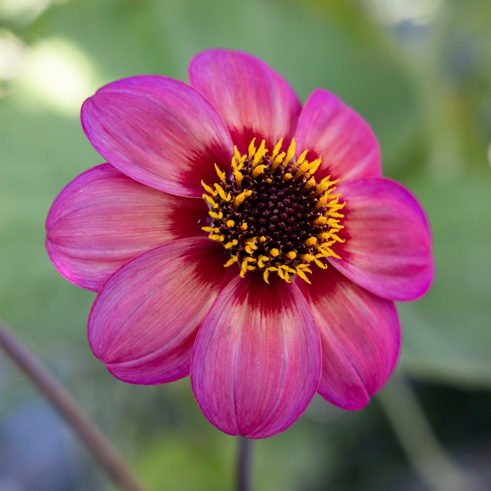 <i>Dahlia</i> <b class=small-caps>Dahlegria Tricolore</b> ('Dahlgr85') (PBR) (Dahlegria Series)