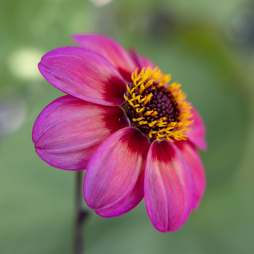 <i>Dahlia</i> <b class=small-caps>Dahlegria Tricolore</b> ('Dahlgr85') (PBR) (Dahlegria Series)