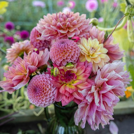 Last days of summer dahlia collection