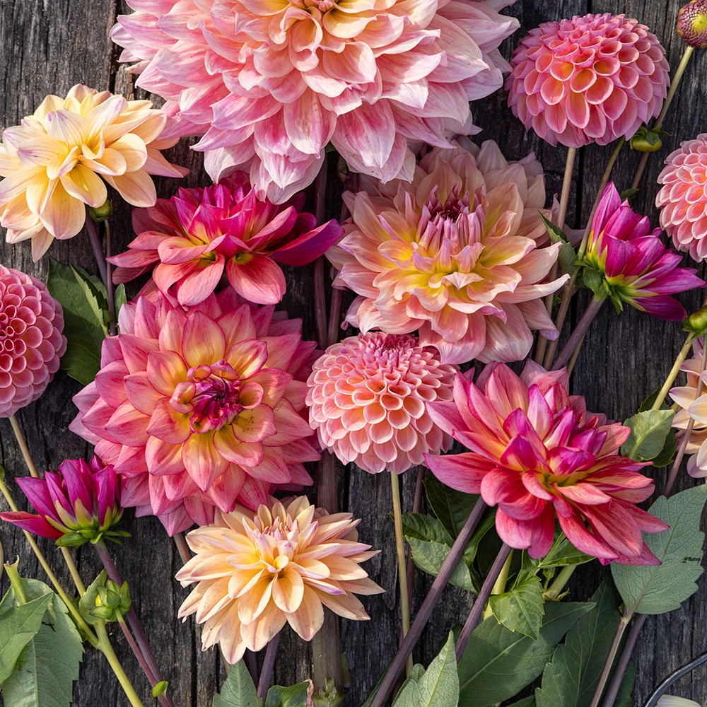 Last days of summer dahlia collection