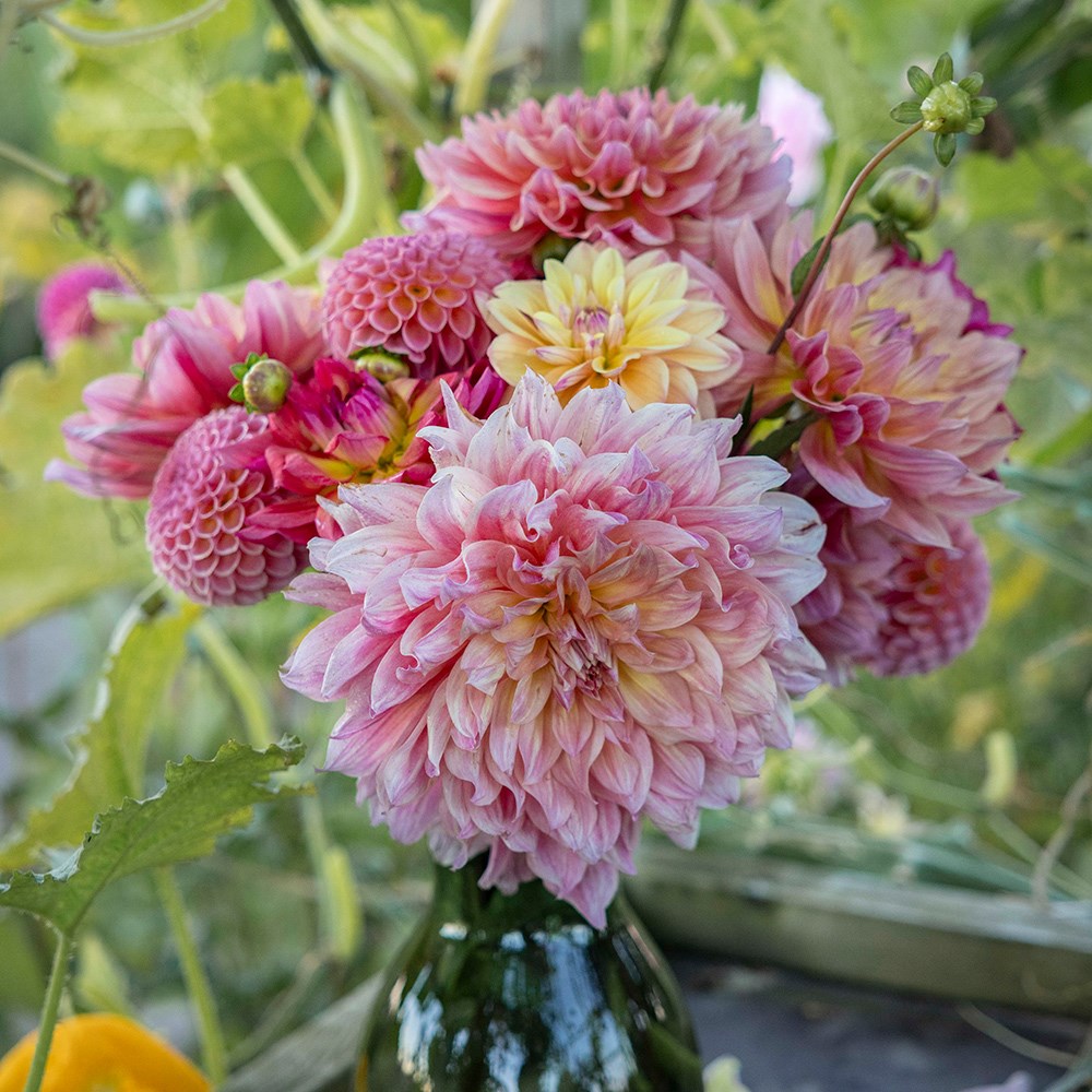 Last days of summer dahlia collection
