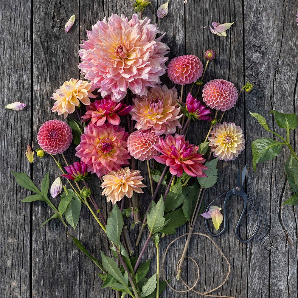 Last days of summer dahlia collection