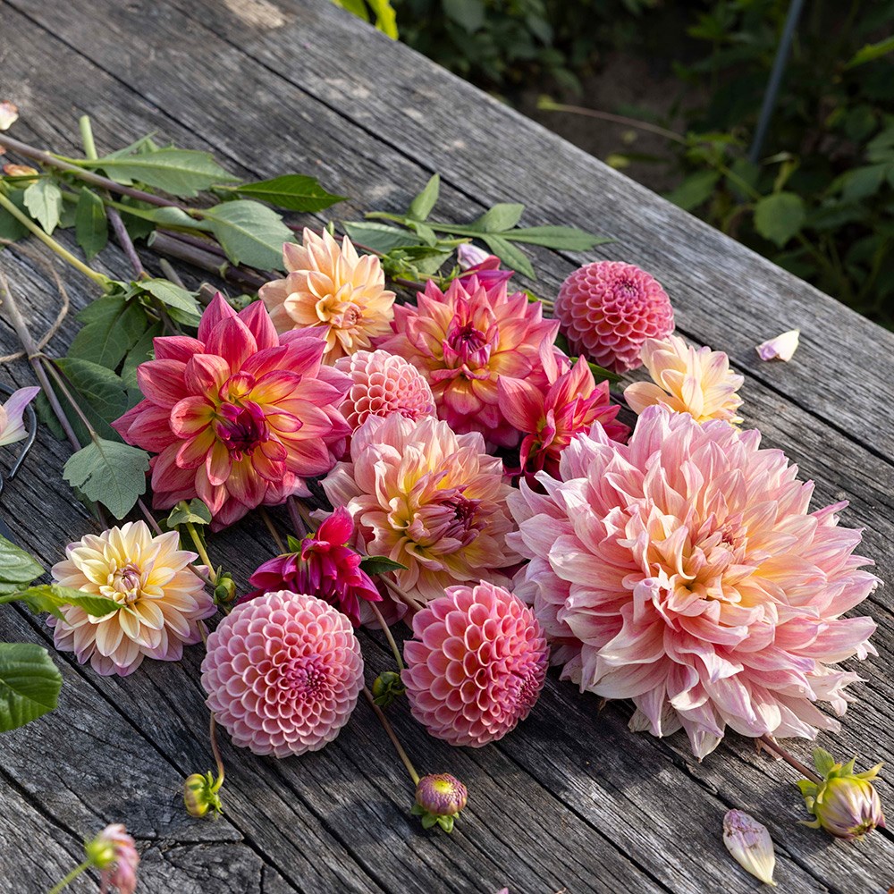 Last days of summer dahlia collection