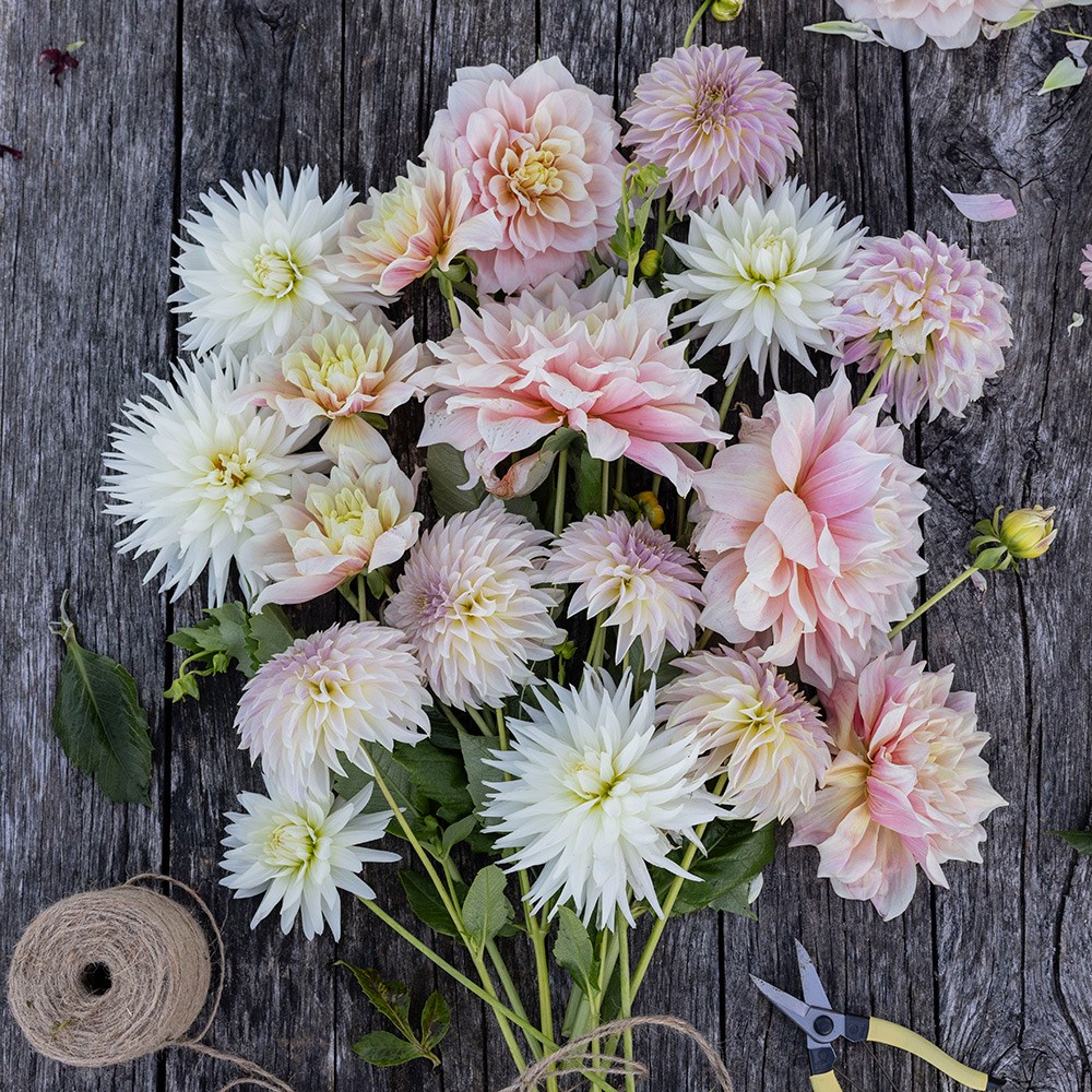 Pastel antique dahlia collection