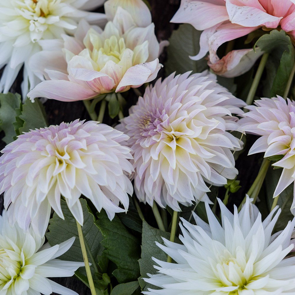 Pastel antique dahlia collection