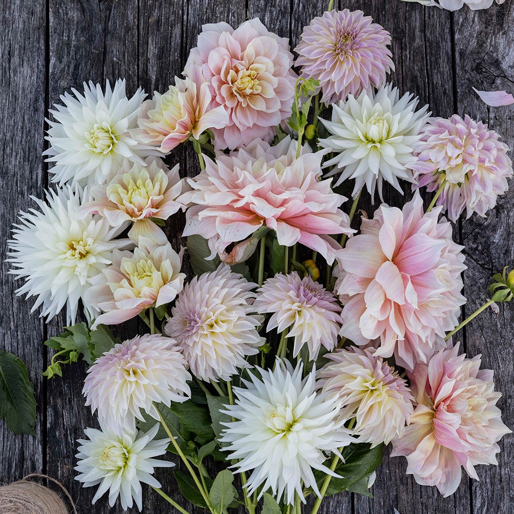 Pastel antique dahlia collection