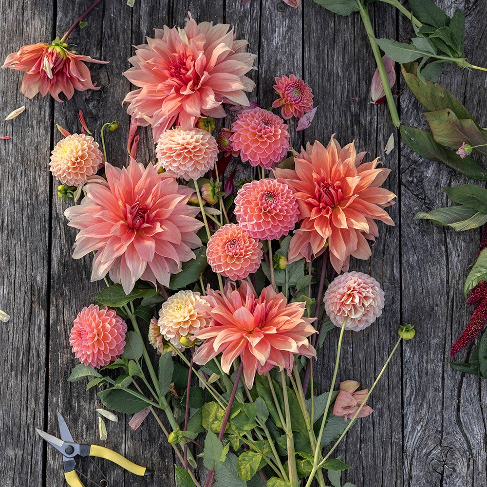 Peach dahlia collection