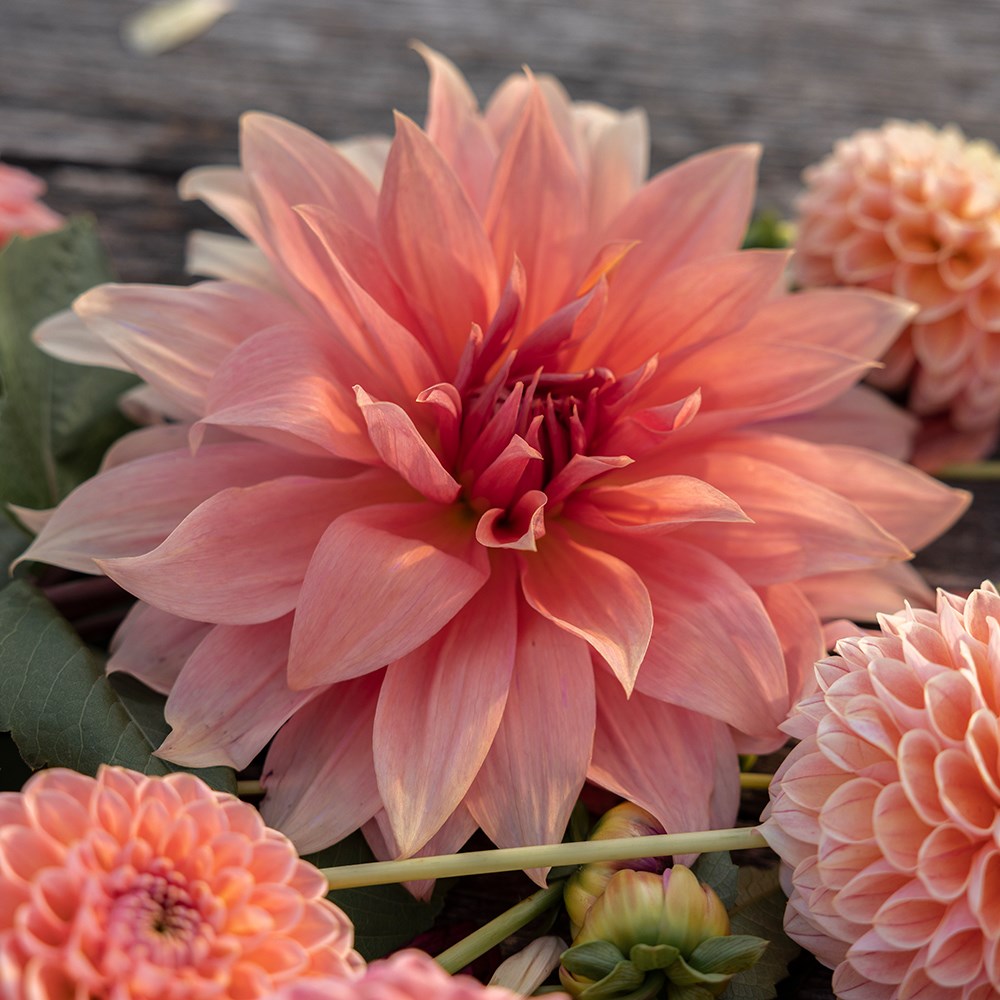 Peach dahlia collection
