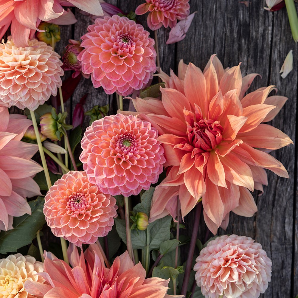 Peach dahlia collection